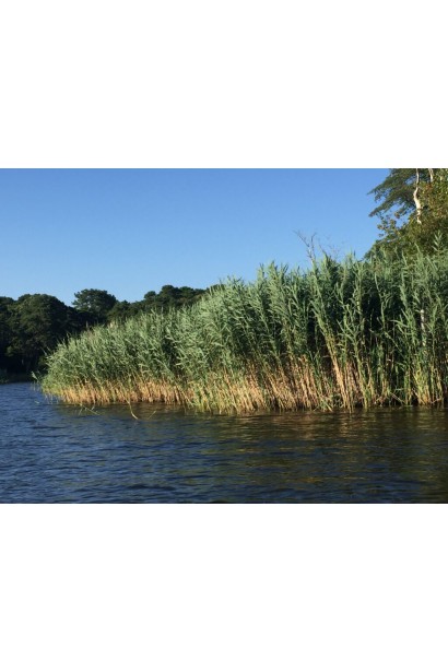 Очерет звичайний опис